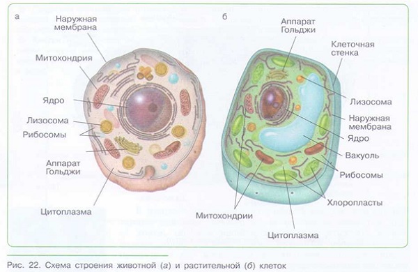 МНОГООБРАЗИЕ КЛЕТОК_003